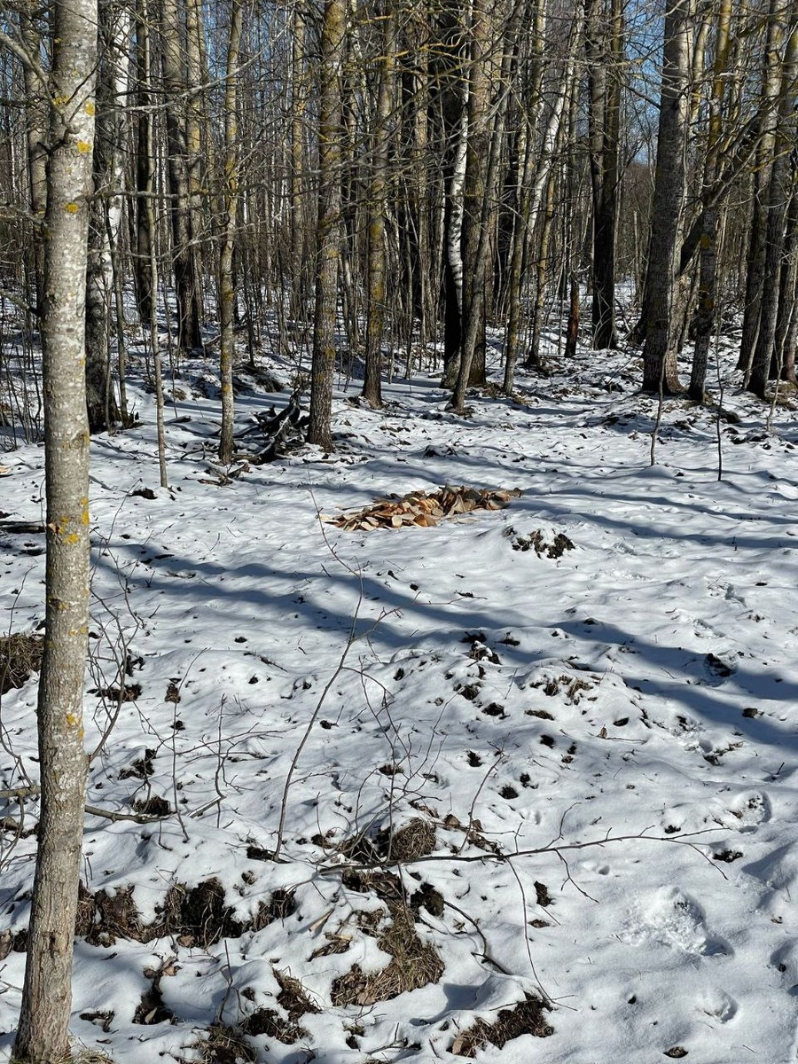    Фото: комитет по природопользованию Петербурга