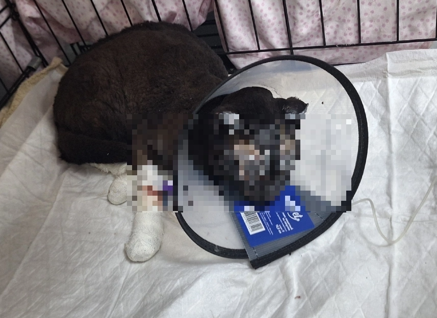 У кота сильно пострадала морда и лапы. Фото: Из личного архива
