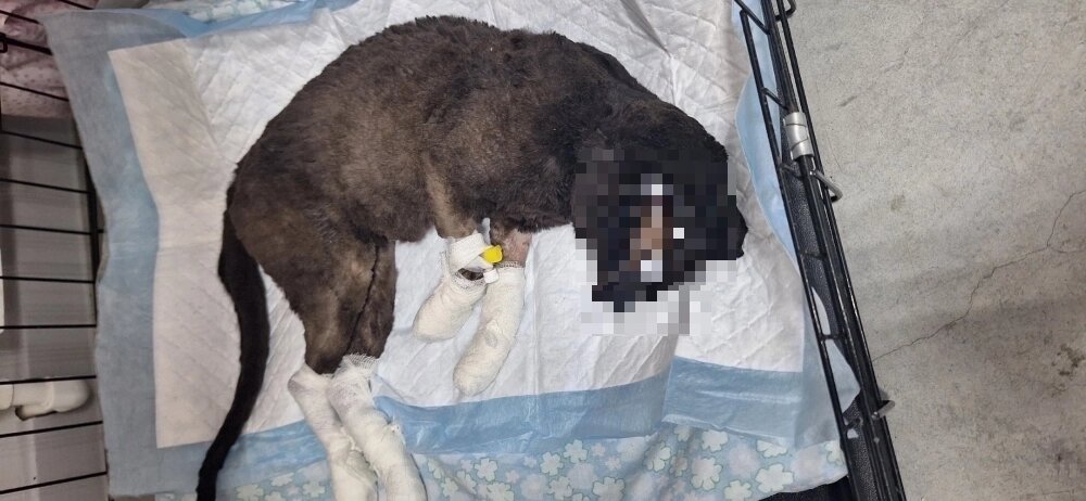 За кота молились, ему желали скорейшего восстановления. Фото: Из личного архивa