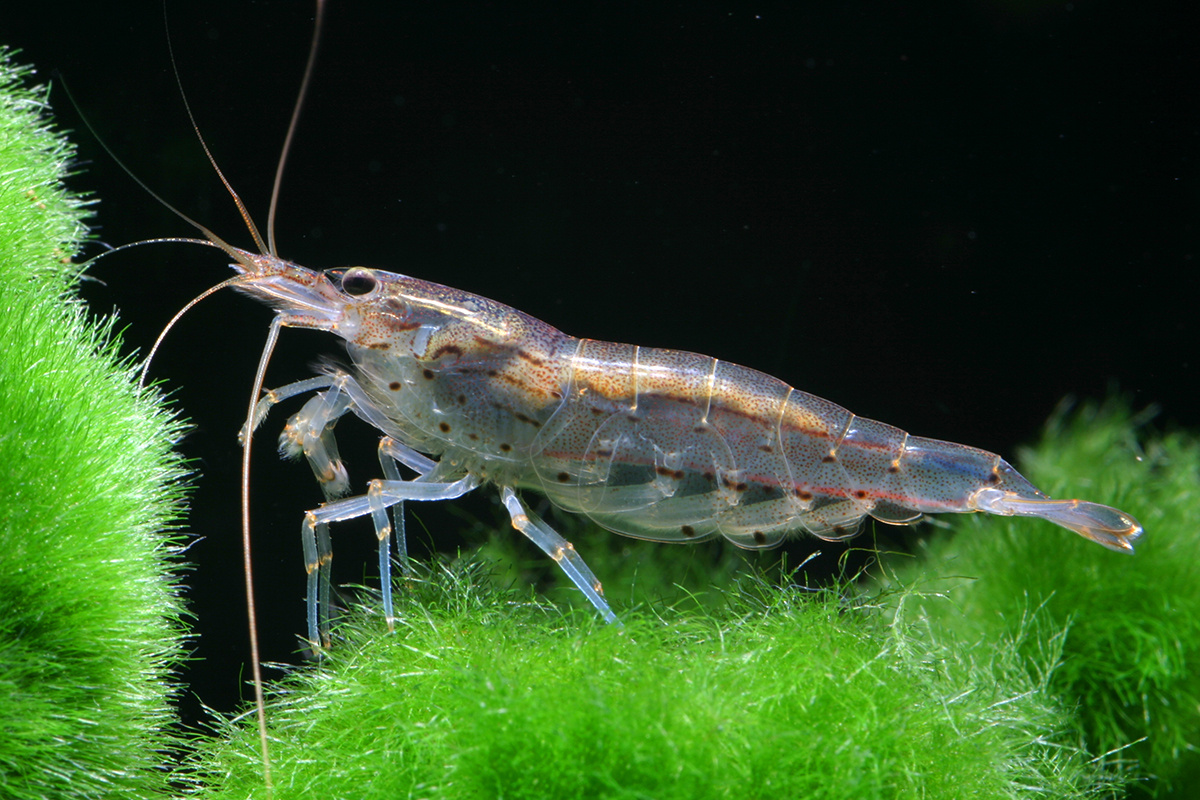 Креветка Амано или Caridina multidentata