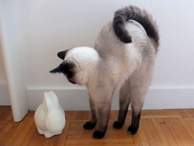 Яндекс картинки