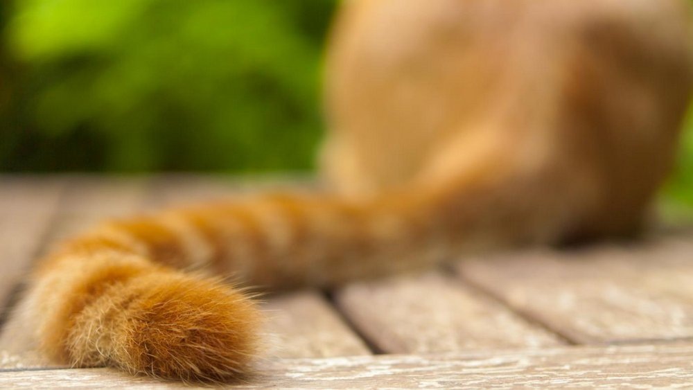 Яндекс картинки