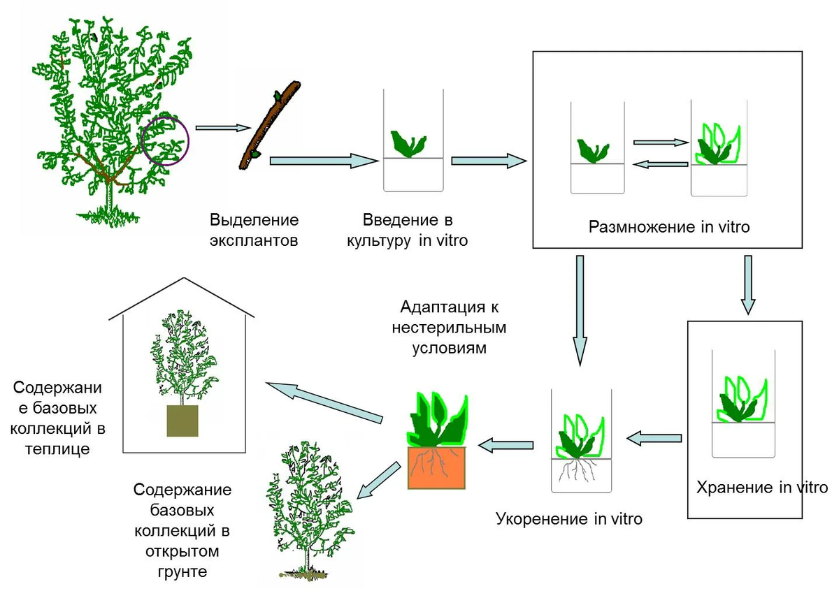 схема клонального микроразмножения растений in vitro