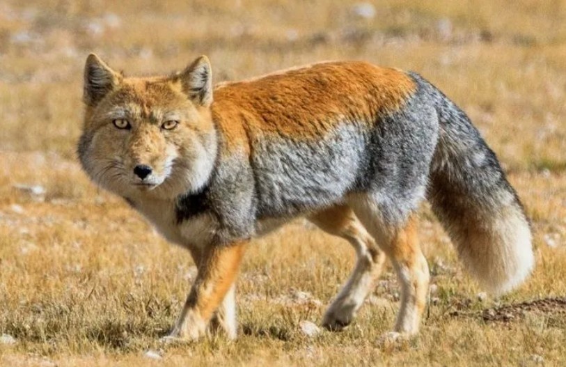 Тибетская лисица - это не гибрид волка и лисы, а самостоятельный вид