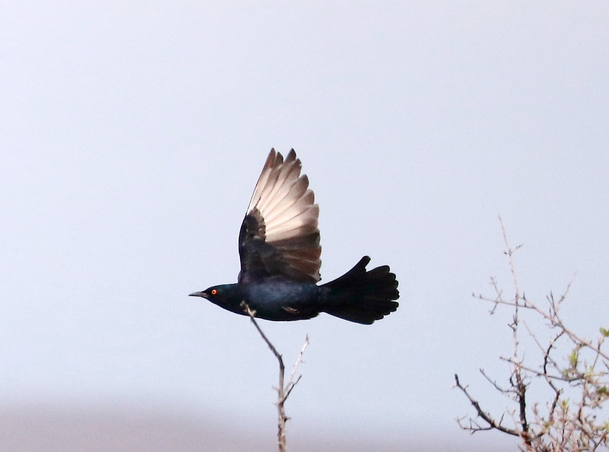 снято в парке Karoo