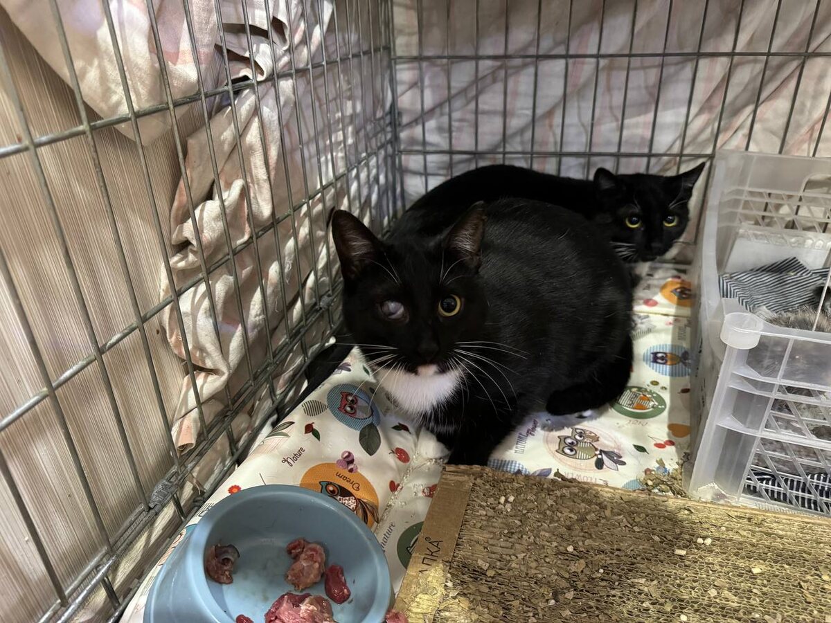 Симона та, что ближе, с затянутым глазиком. Рамона та, что за Симоной))