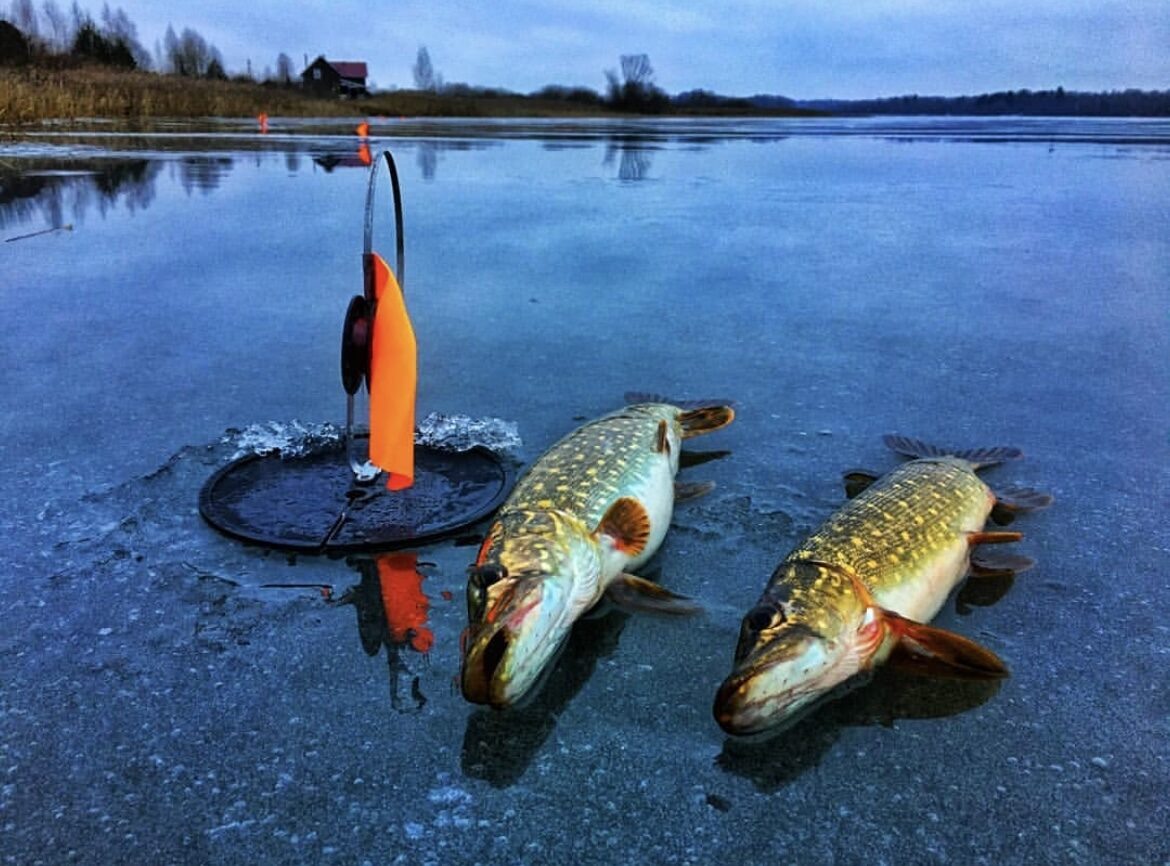 Ловля щуки на жерлицы зимой