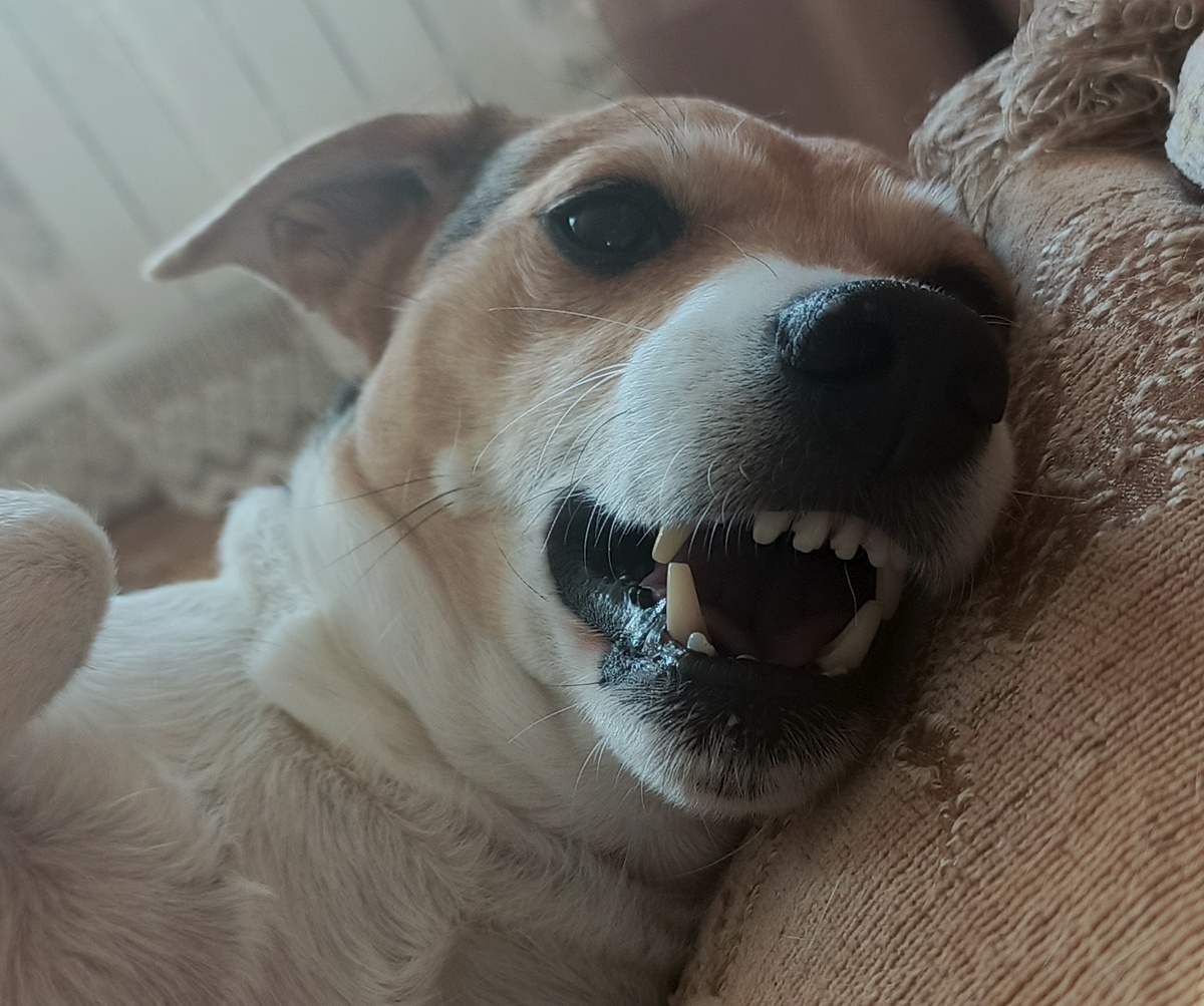 Джеки в гневе