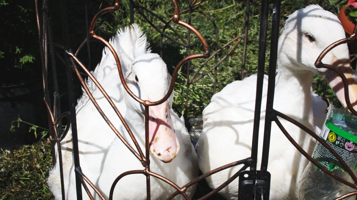     Источник: 1MI