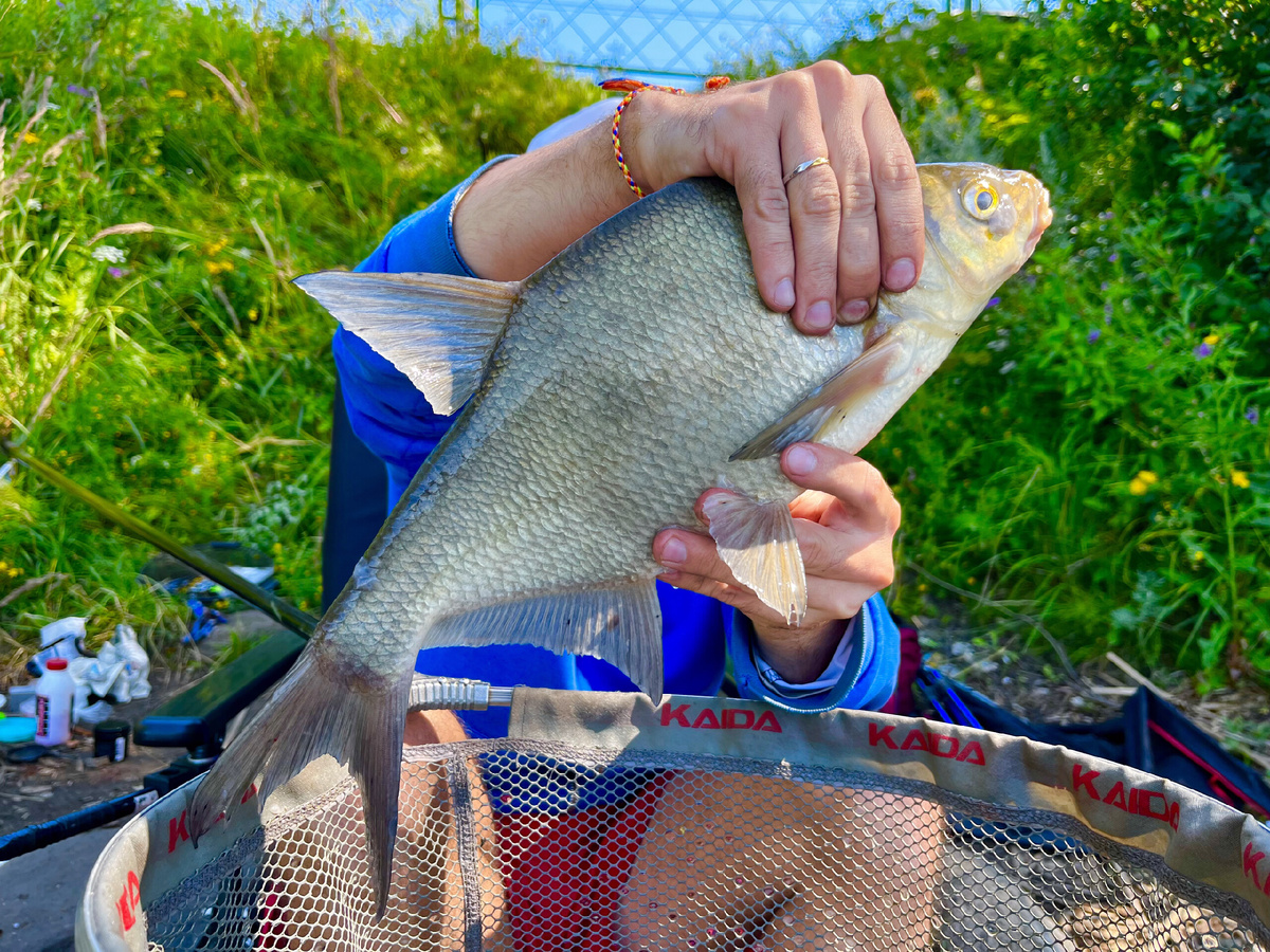 Ловля леща на пикерное удилище