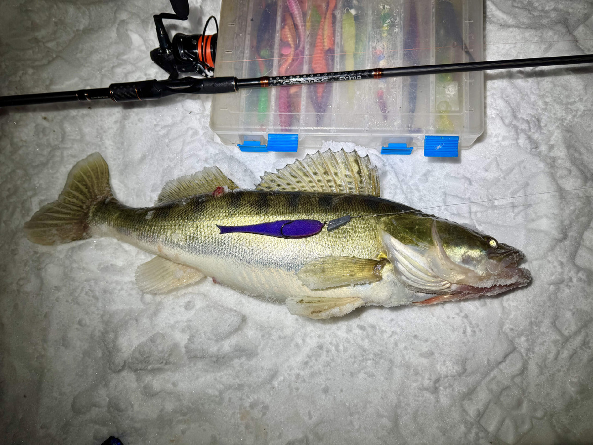 Судак на спиннинг зимой