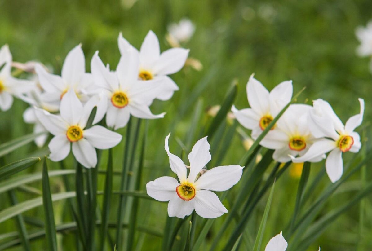 Narcissus poeticus