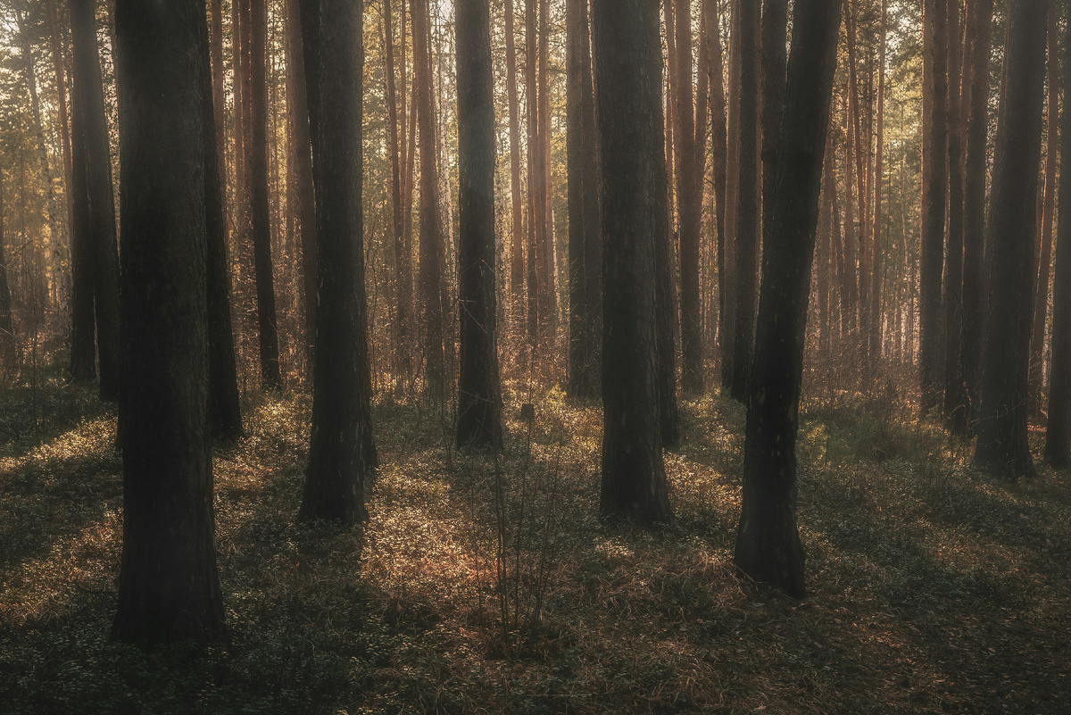 Такие панорамы в Челябинскому городском бору — не редкость, там растительность обширная, да и сам бор огромен!…