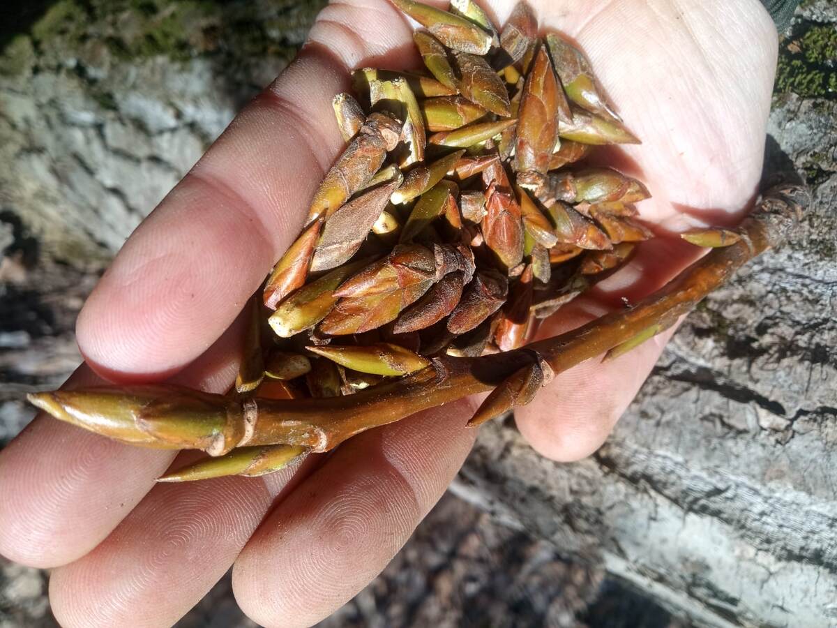 Почка тополя собирается с ноября по апрель, содержит много эфирного масла, органических кислот, воска и смол