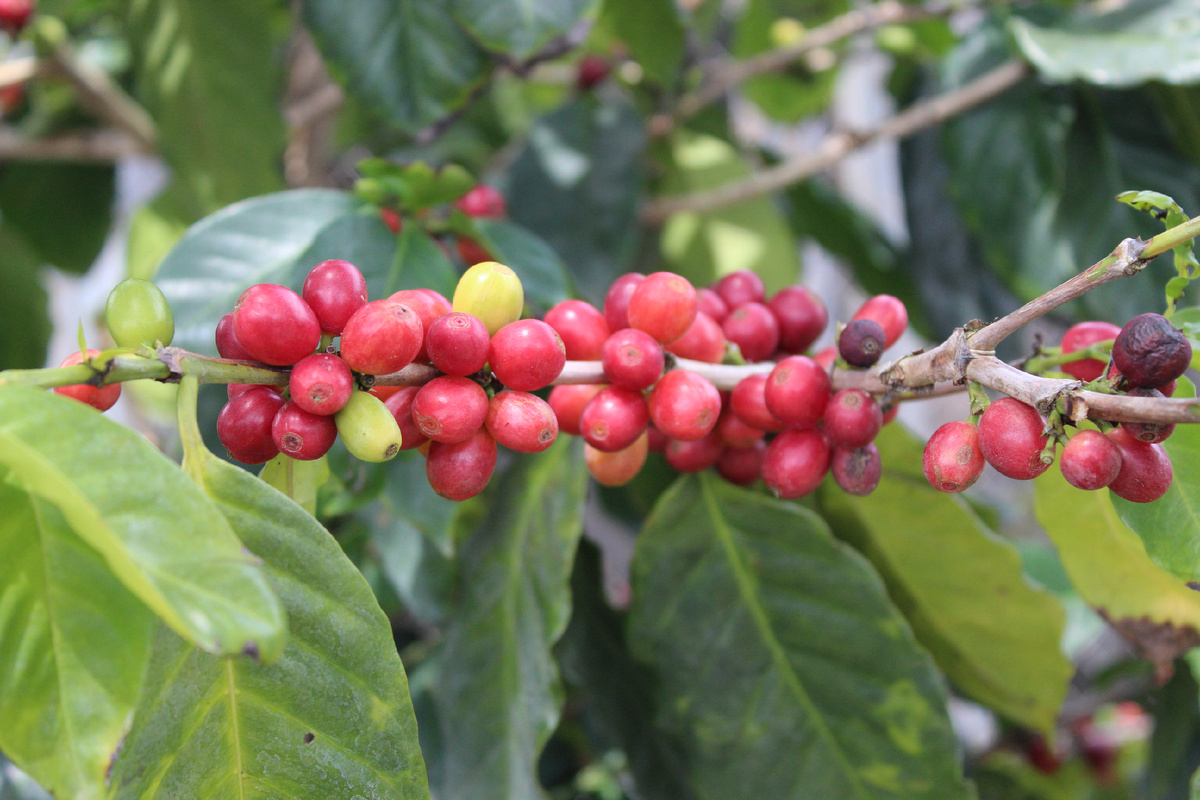 Они поспели!