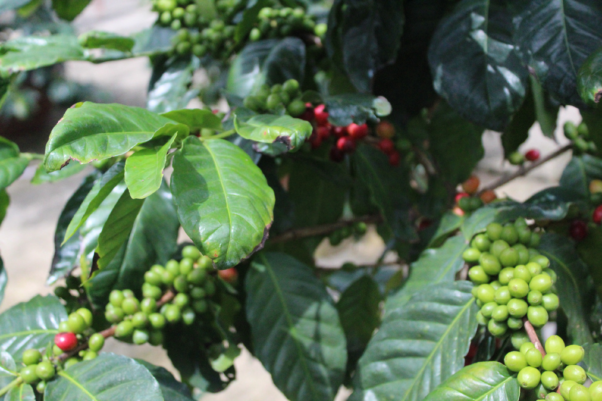 Правда часть еще зеленая