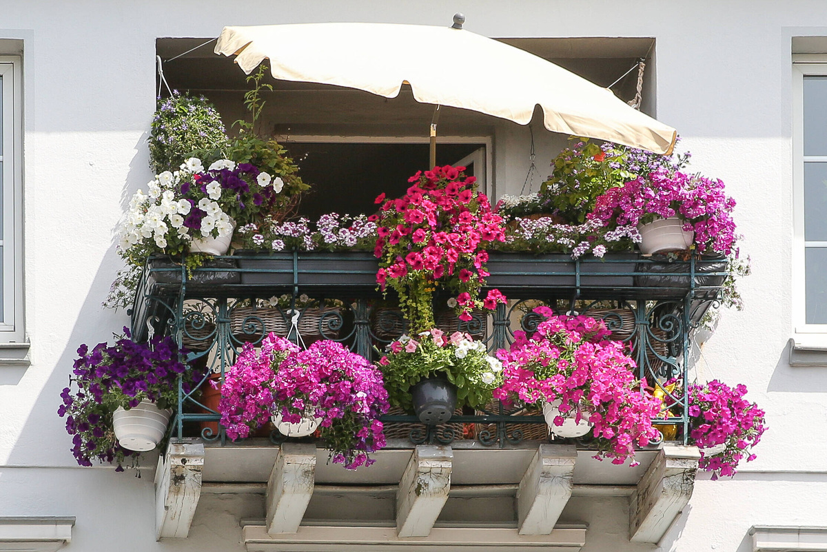     Роскошные цветы и зелень для балкона: 5 хитов и полезные лайфхаки от эксперта