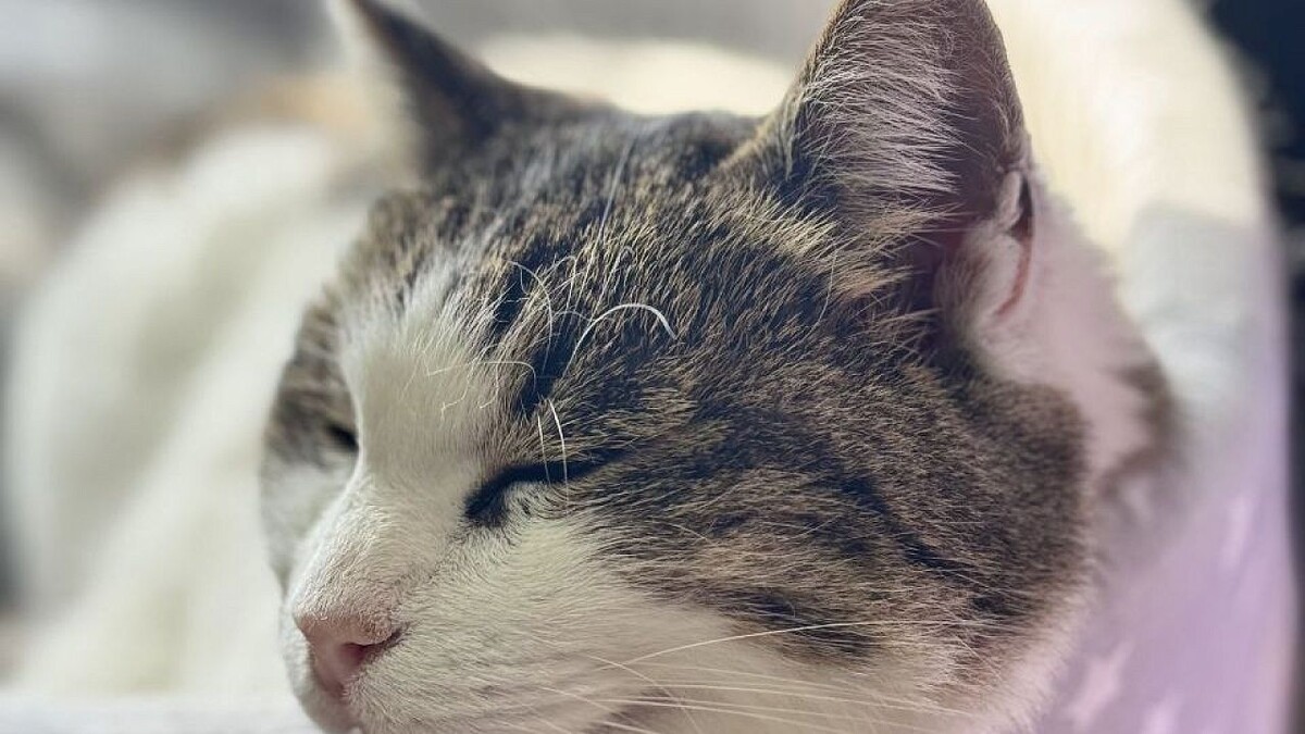    Фото: телеграм-канал Ветеринарная служба Ялта