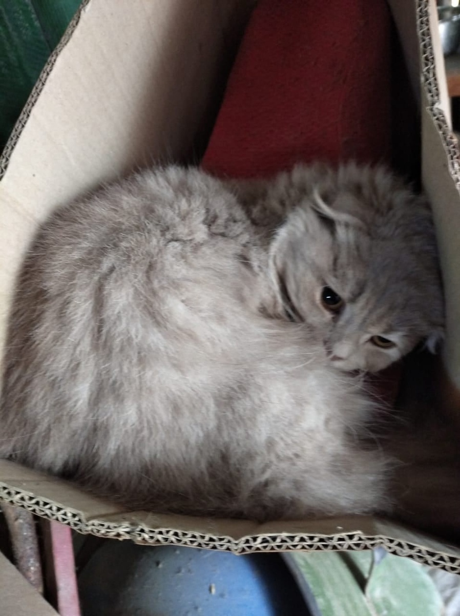 В коробке лежал кот...