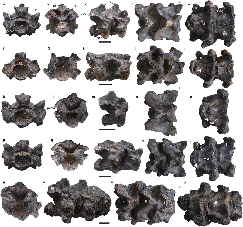 Преклоакальные позвонки васуки