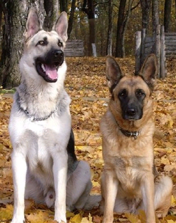 Ах, красавцы - https://kasheloff.ru/photos/ovcharki-razlichiya/ 