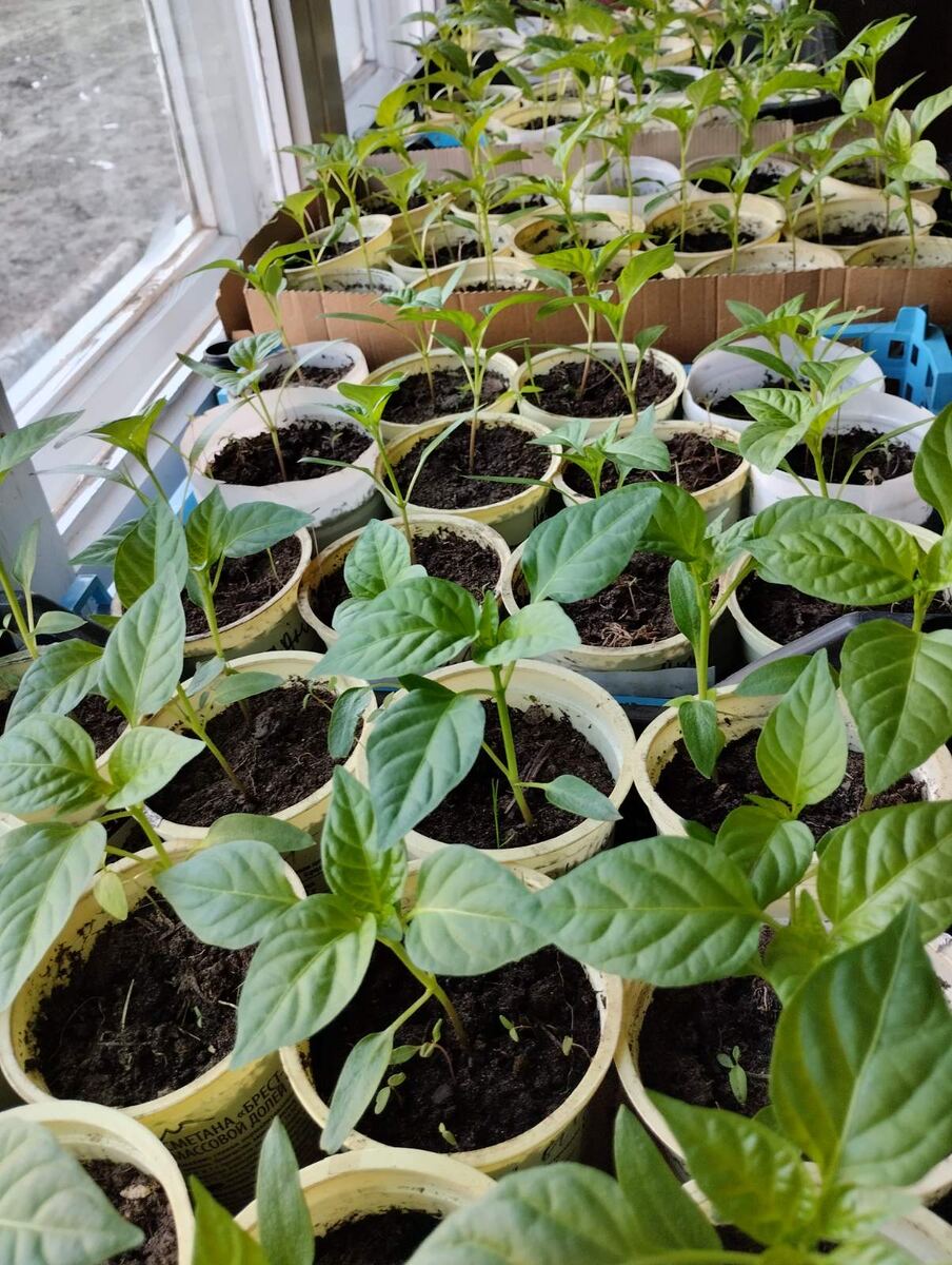Рассада перцев