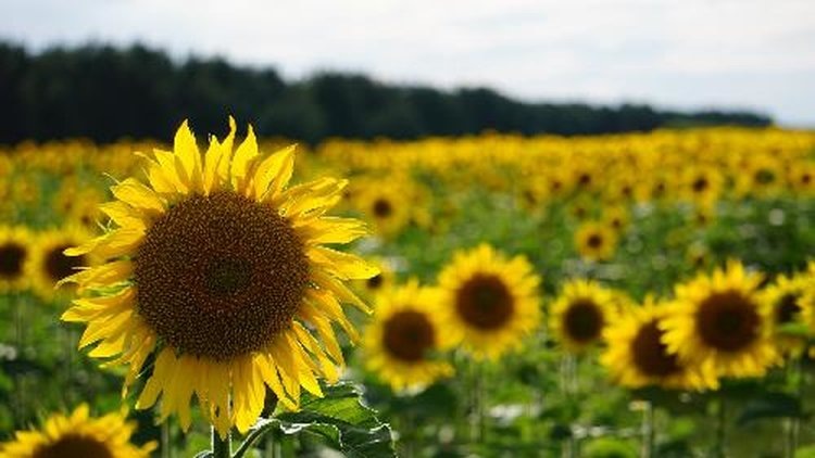    Волгоградская область намерена сохранить высокие показатели по посеву технических культур 2025