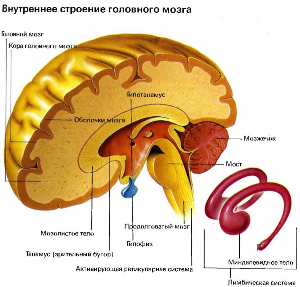 Картинка мозга из свободного доступа. Ну и где тут "сознание"?