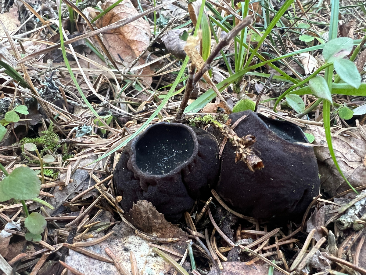 Праздничная саркосома 8 марта 2025. Лес расщедрился и выдал новое место роста саркосом. Фото автора