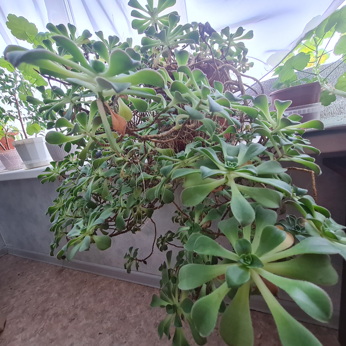 Фото автора Эониум Хаворта