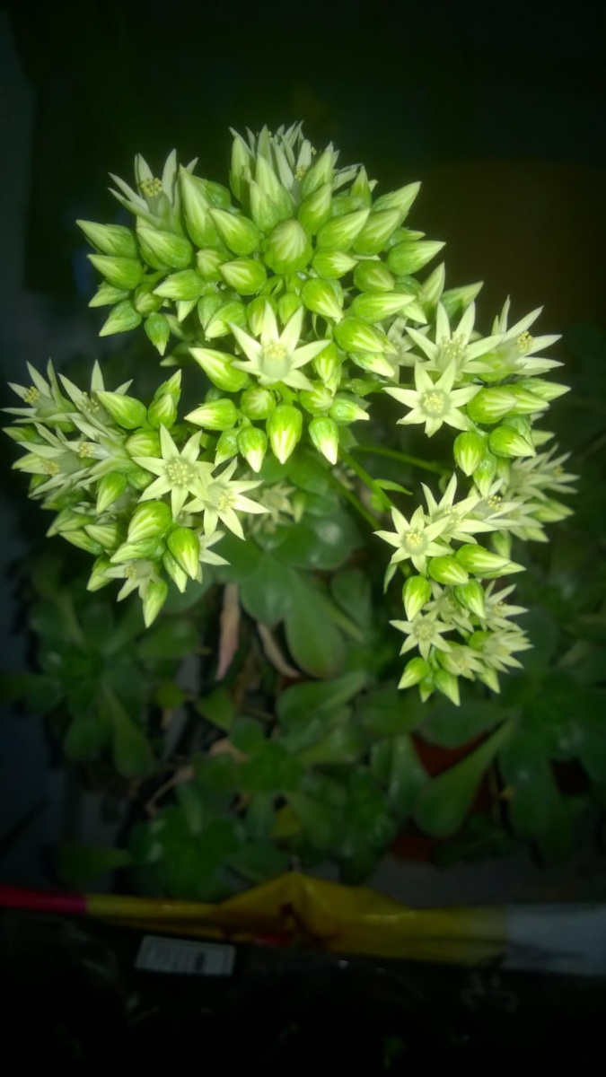 Фото автора. Цветение Эониума Хаворта. 