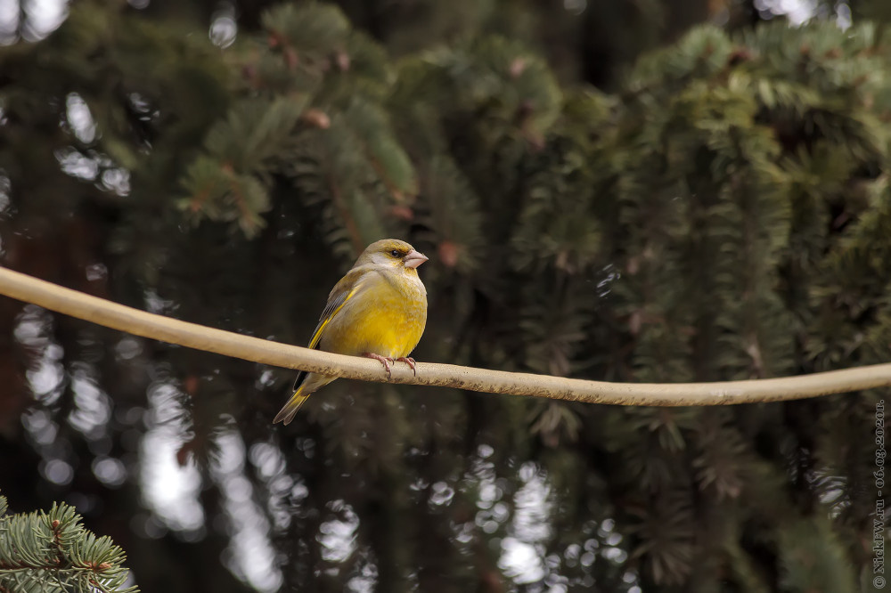 1. Самец зеленушки © NickFW.ru - 06.03.2020г.