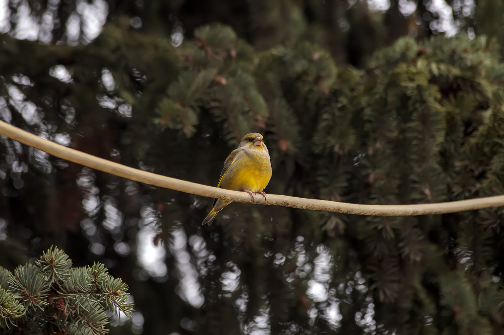 2. Самец зеленушки © NickFW.ru - 06.03.2020г.