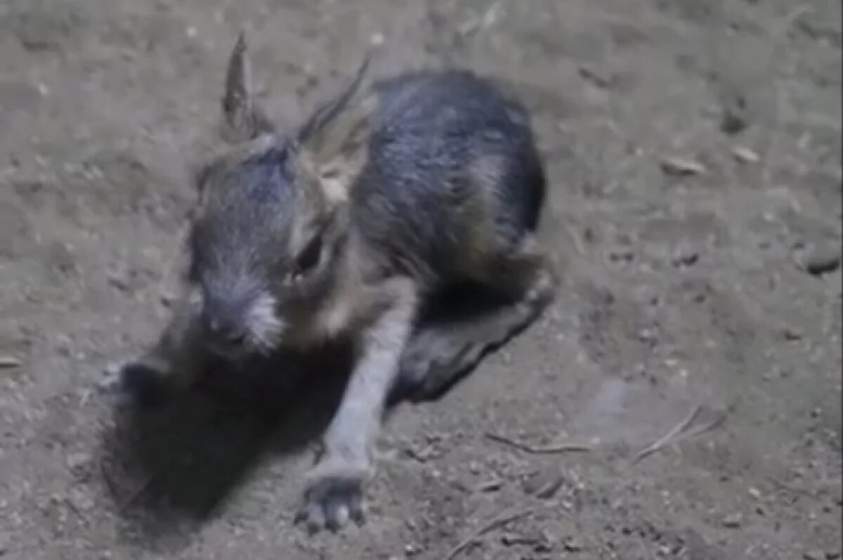    В астраханском зоопарке «Баба Фрося» у патагонской мары родился детеныш