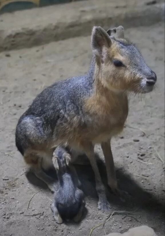    Фото: ВК/Центр семейного отдыха «Баба Фрося»