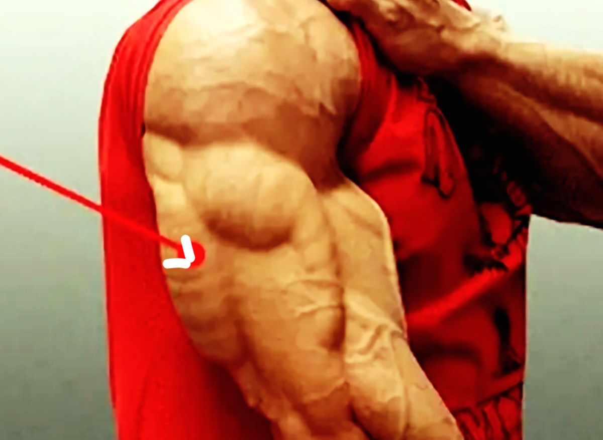 Длинная головка трицепса