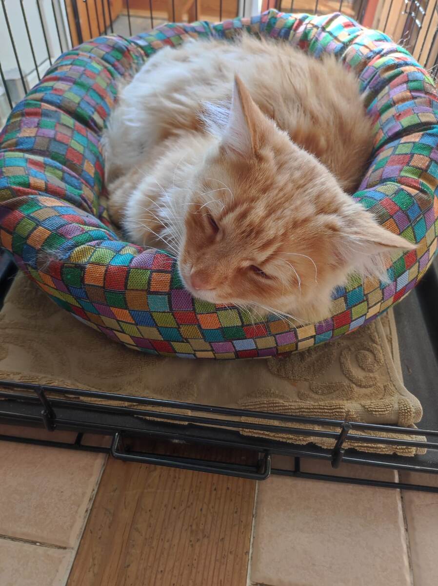 Красивый, просто замечательный кот живет на передержке и воспитывает других котов