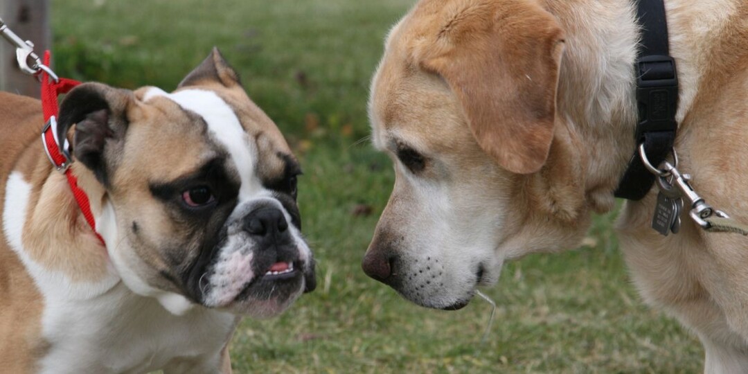 Кинологи назвали 4 типа собак, способных спровоцировать конфликт на прогулке