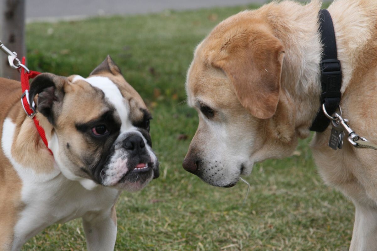 Собаки «знакомятся» на прогулке 