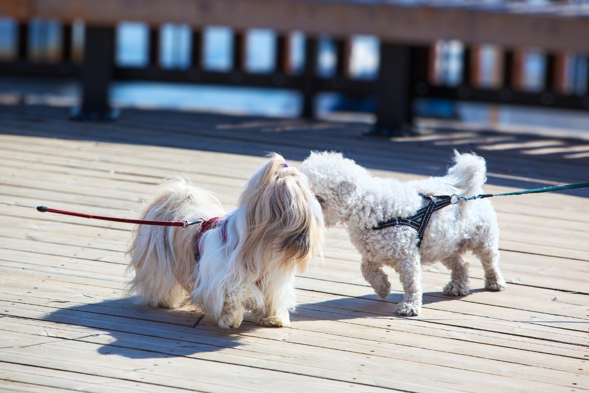 Собаки на прогулке 