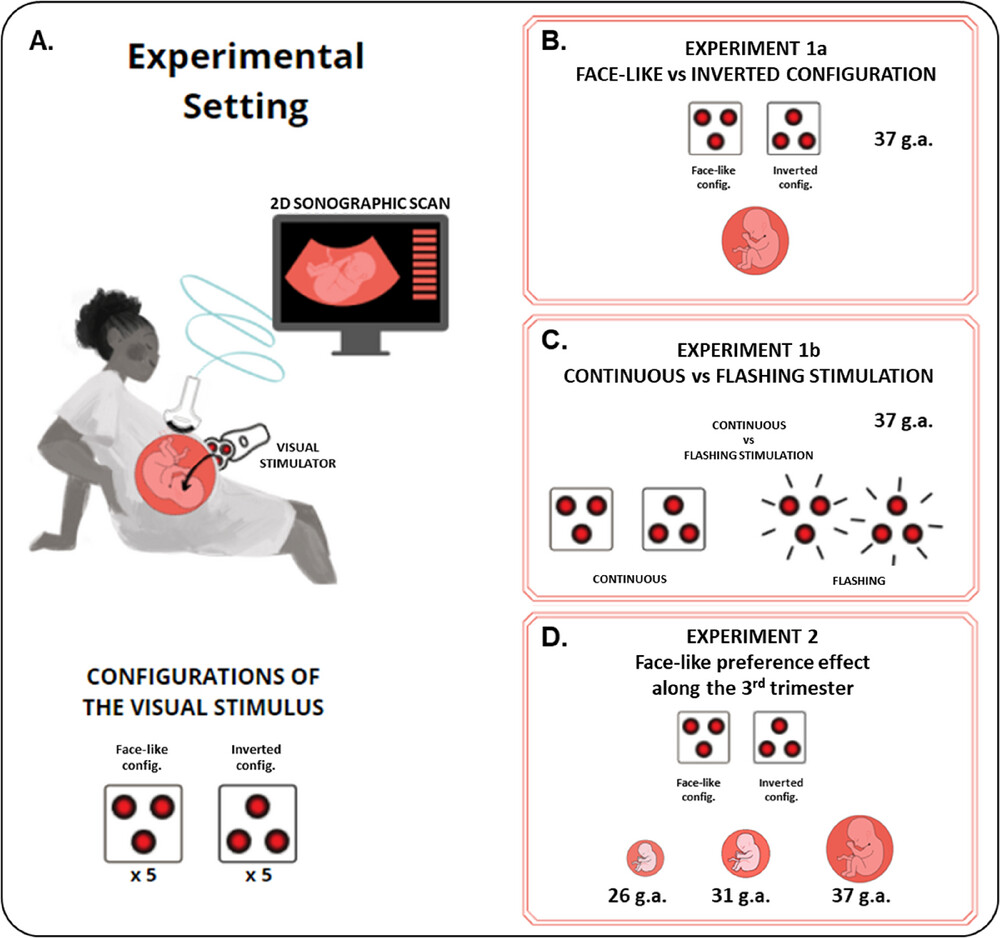 Фото: onlinelibrary.wiley.com