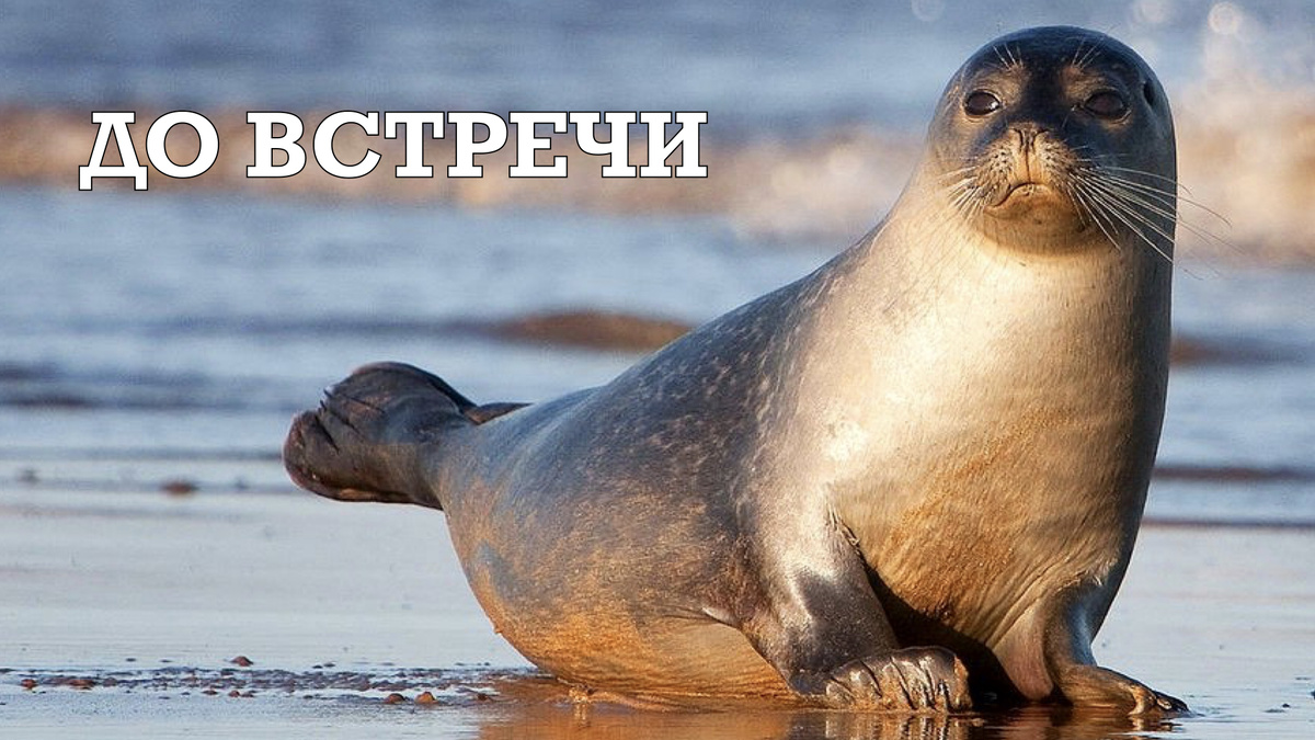 Кольчатая нерпа на Ладоге