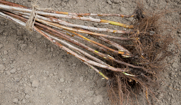    Саженцы малины с ОКС. Фото: shutterstock.com