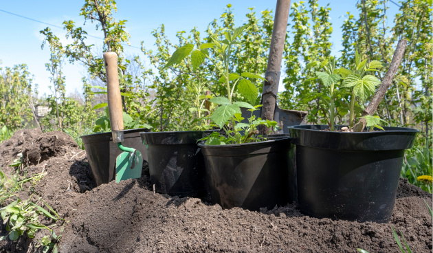    Саженцы малины с ЗКС. Фото: shutterstock.com