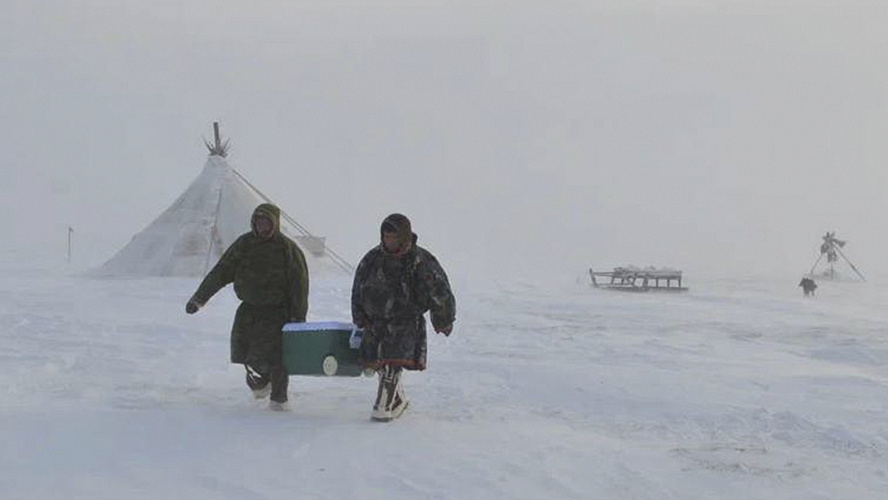    На Ямале выяснили причину гибели оленей в Сеяхинской тундре