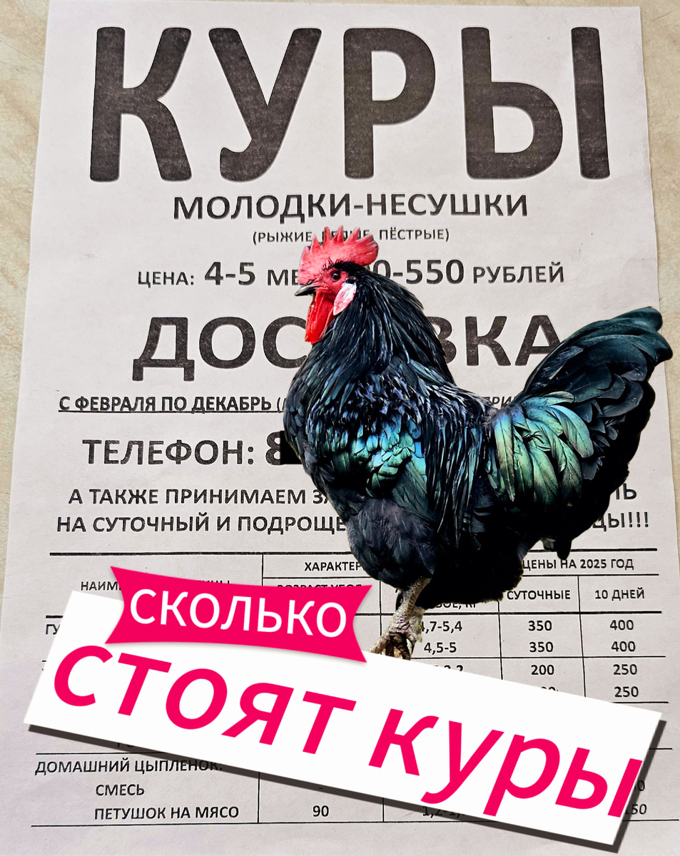 сколько стоят куры в 2025 году