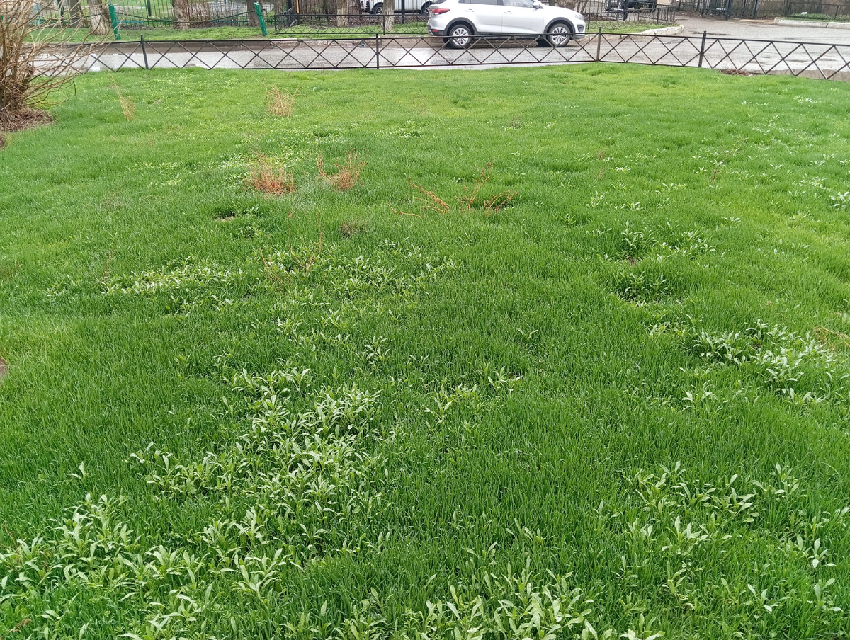 Зелёная полянка около электросетей. Фото мое. 