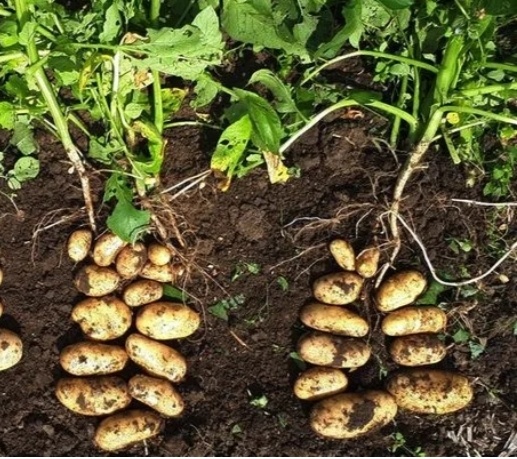 Полезные нюансы выращивания, картофеля. Возможно, вы этого не знали