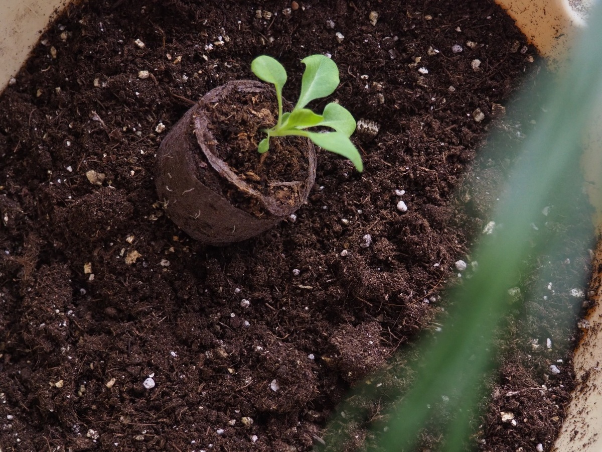 Почему у рассады чернеет стебель