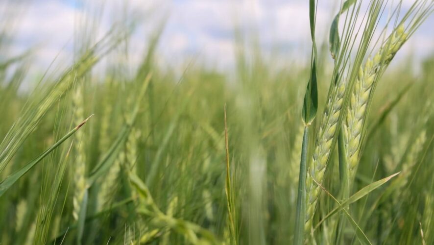    Фото: KazanFirst